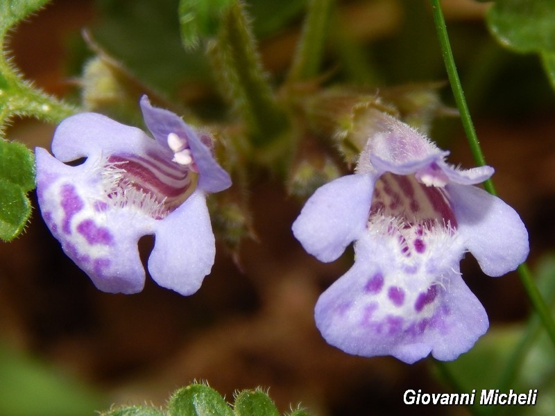 Glechoma hederacea